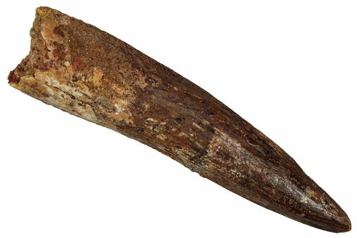 Fossil Spinosaurus Tooth - Real Dinosaur Tooth #350092